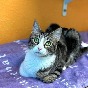 Muffin, Young Female Domestic Short Hair