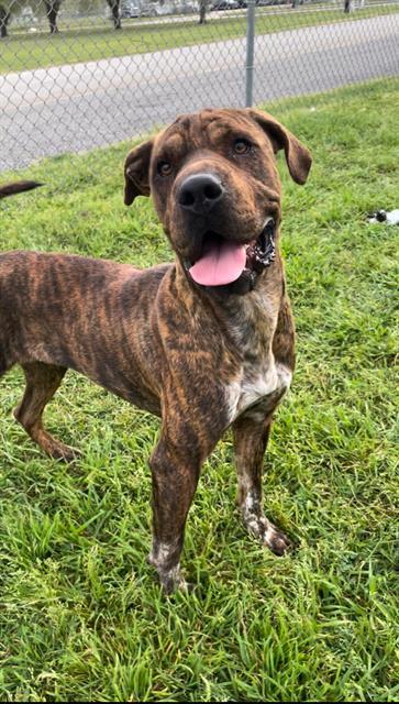 SABRINA, an adoptable Shar-Pei, Bullmastiff in Rosenberg, TX, 77471 | Photo Image 1