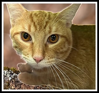 OLIVER