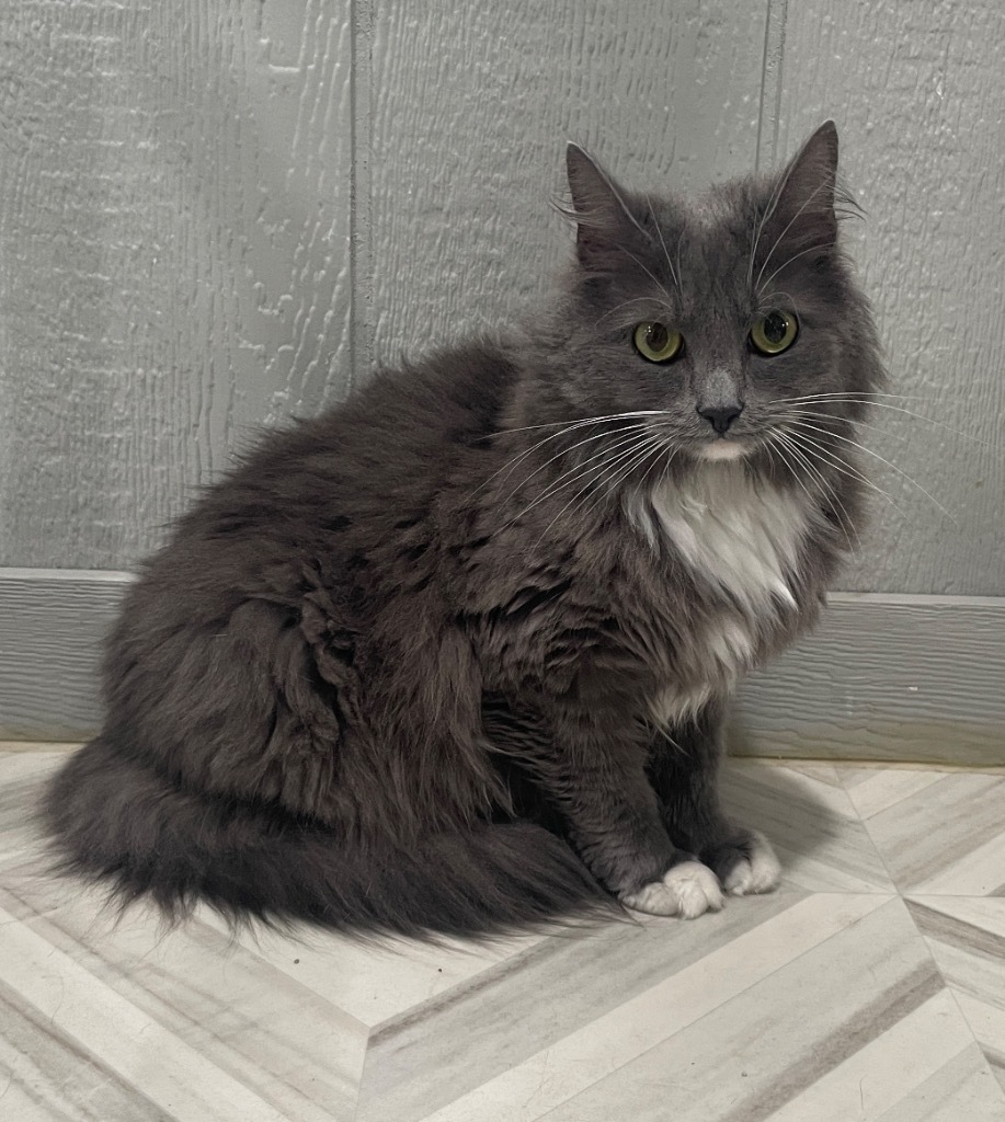 Piper