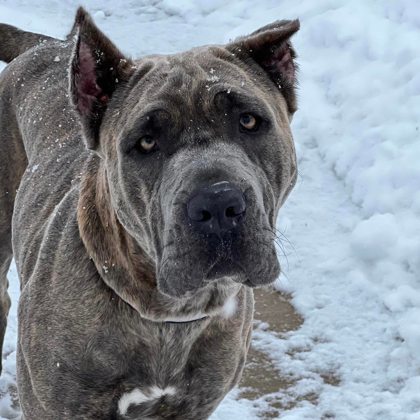 Mocha, an adoptable Cane Corso, Mixed Breed in Gwinn, MI, 49841 | Photo Image 1