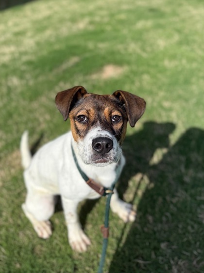 Rosie