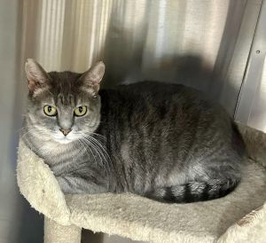 Blossom - MT (PS Laurens Rd), Adult Female Domestic Short Hair