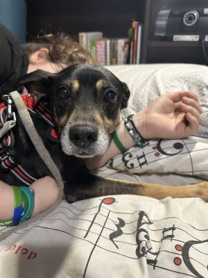 Sophia, Adult Female Labrador Retriever