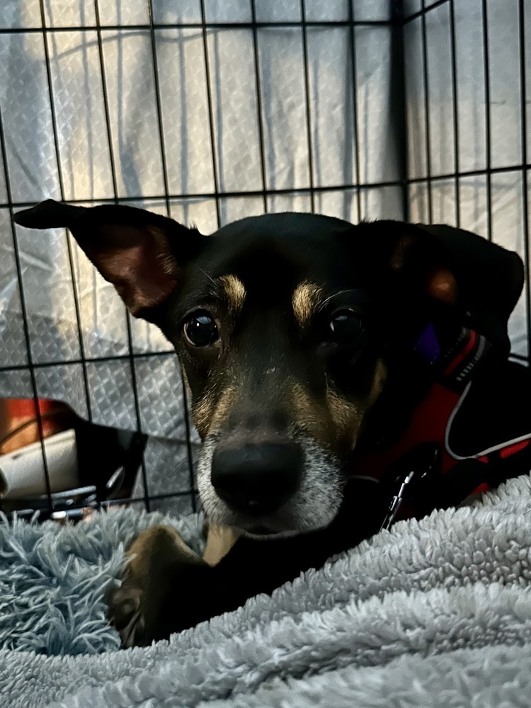 Sophia