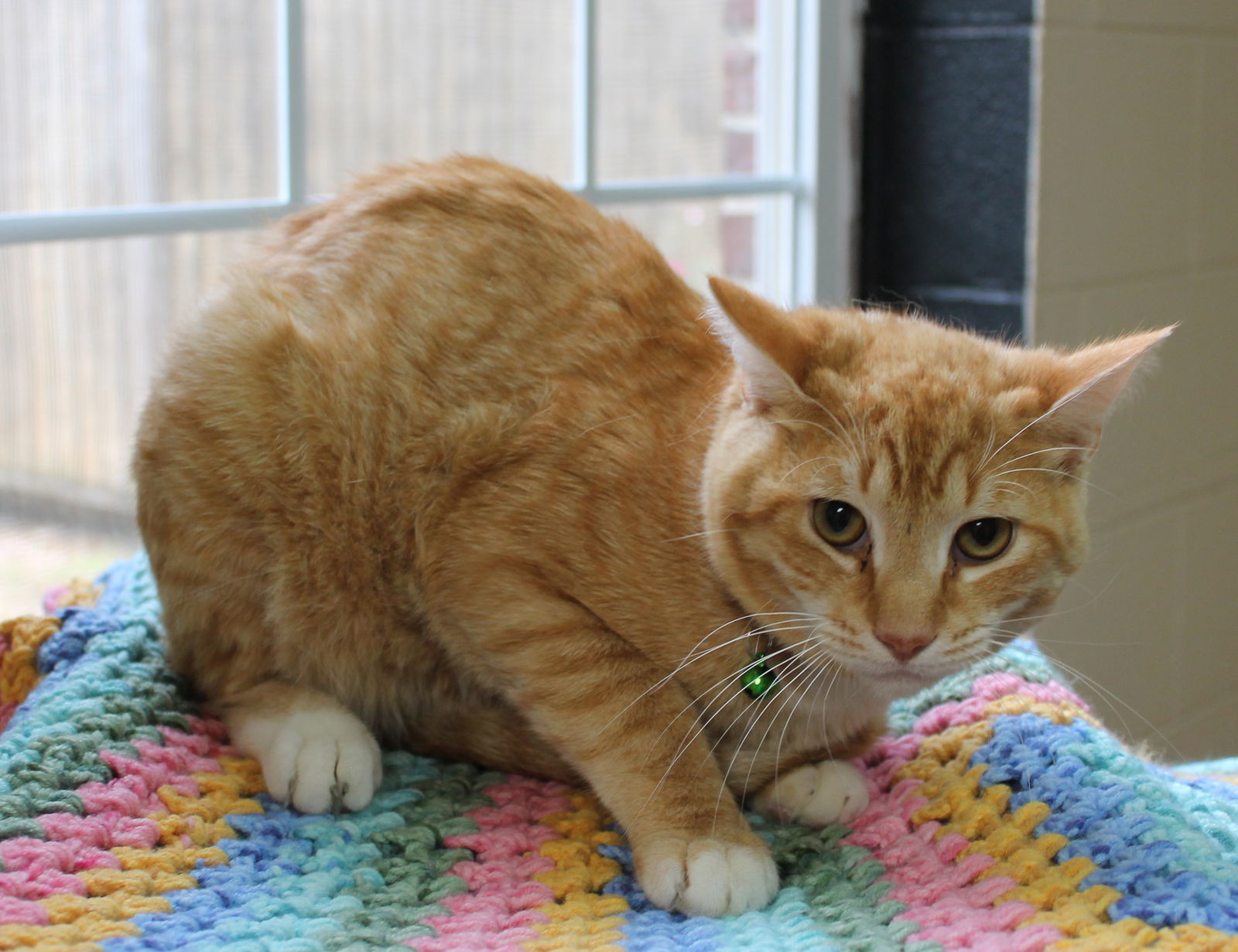 Garfield - 41546