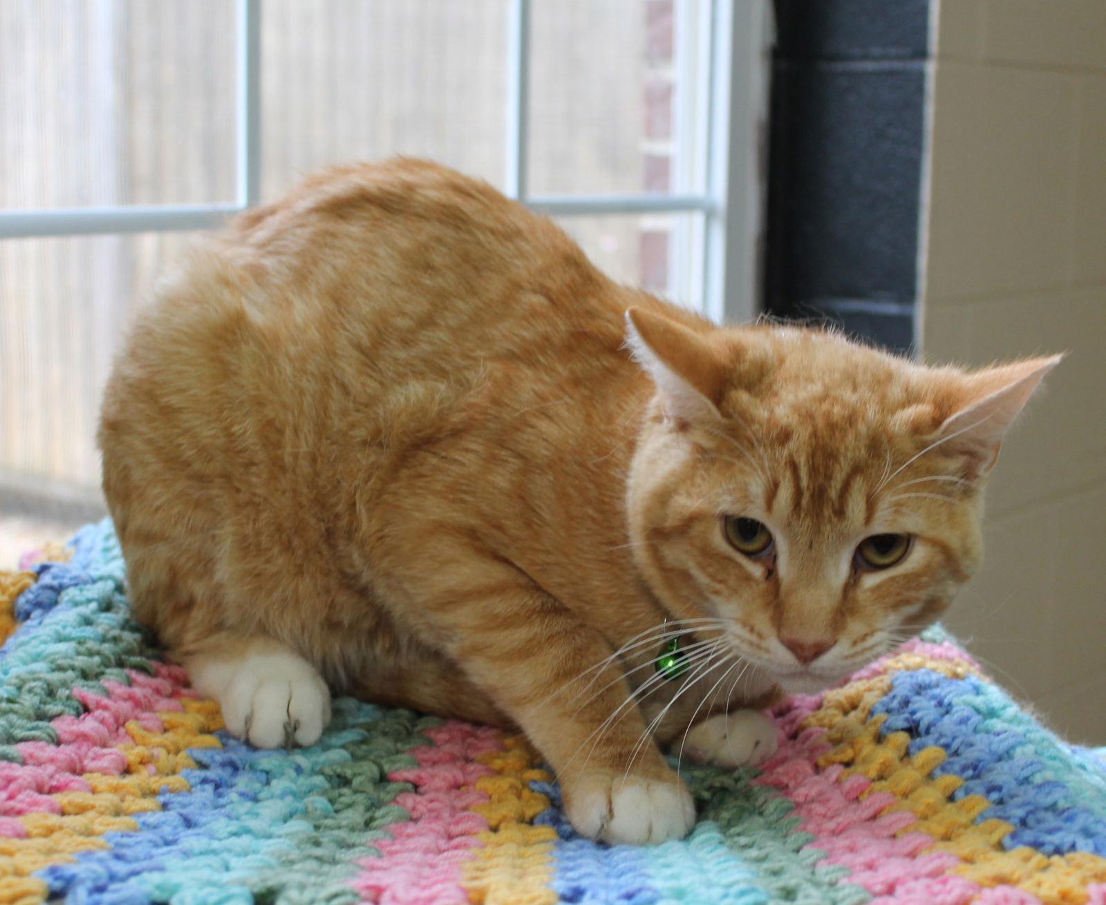 Garfield - 41546