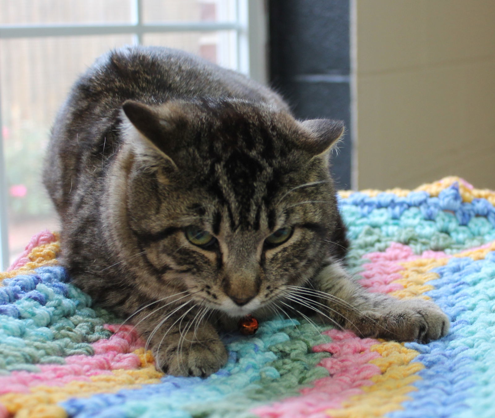 Smokey - 41544