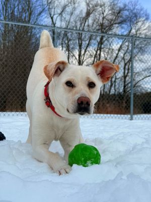 Chloe, Adult Female Labrador Retriever