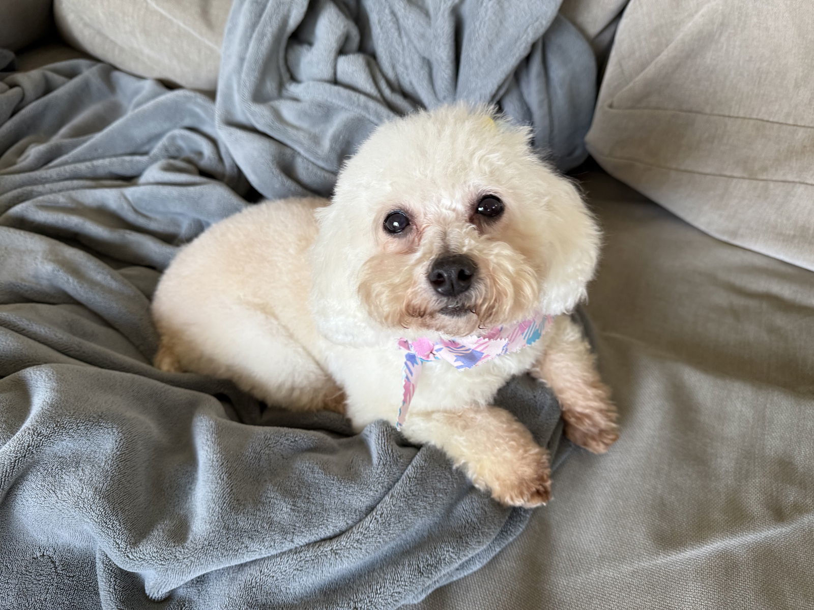 Tootsie D6061 - NO LONGER ACCEPTING APPLICATIONS