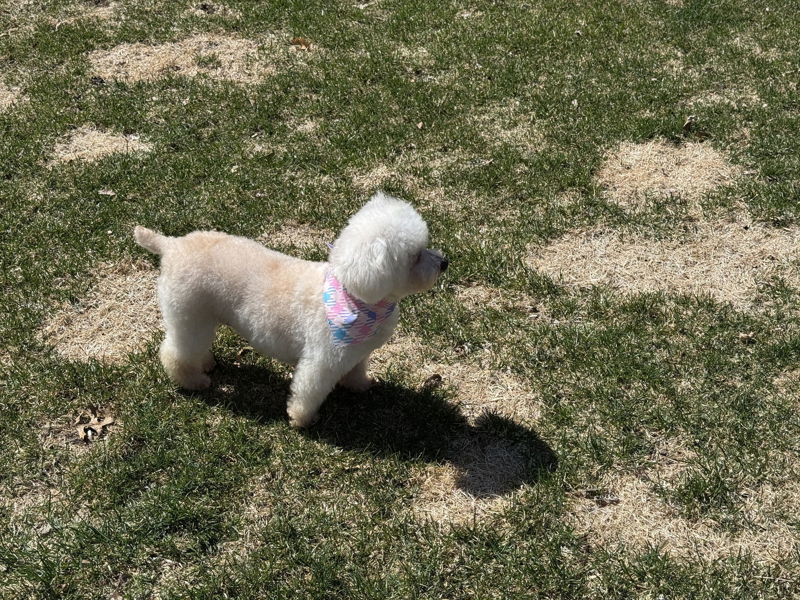 Tootsie D6061 - NO LONGER ACCEPTING APPLICATIONS