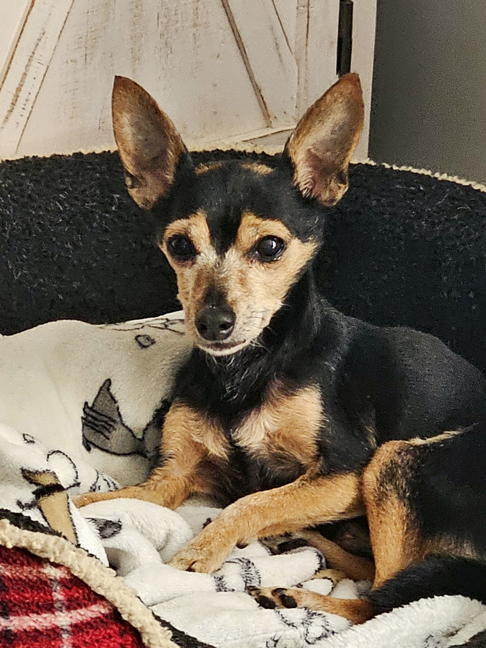 Chico D6054