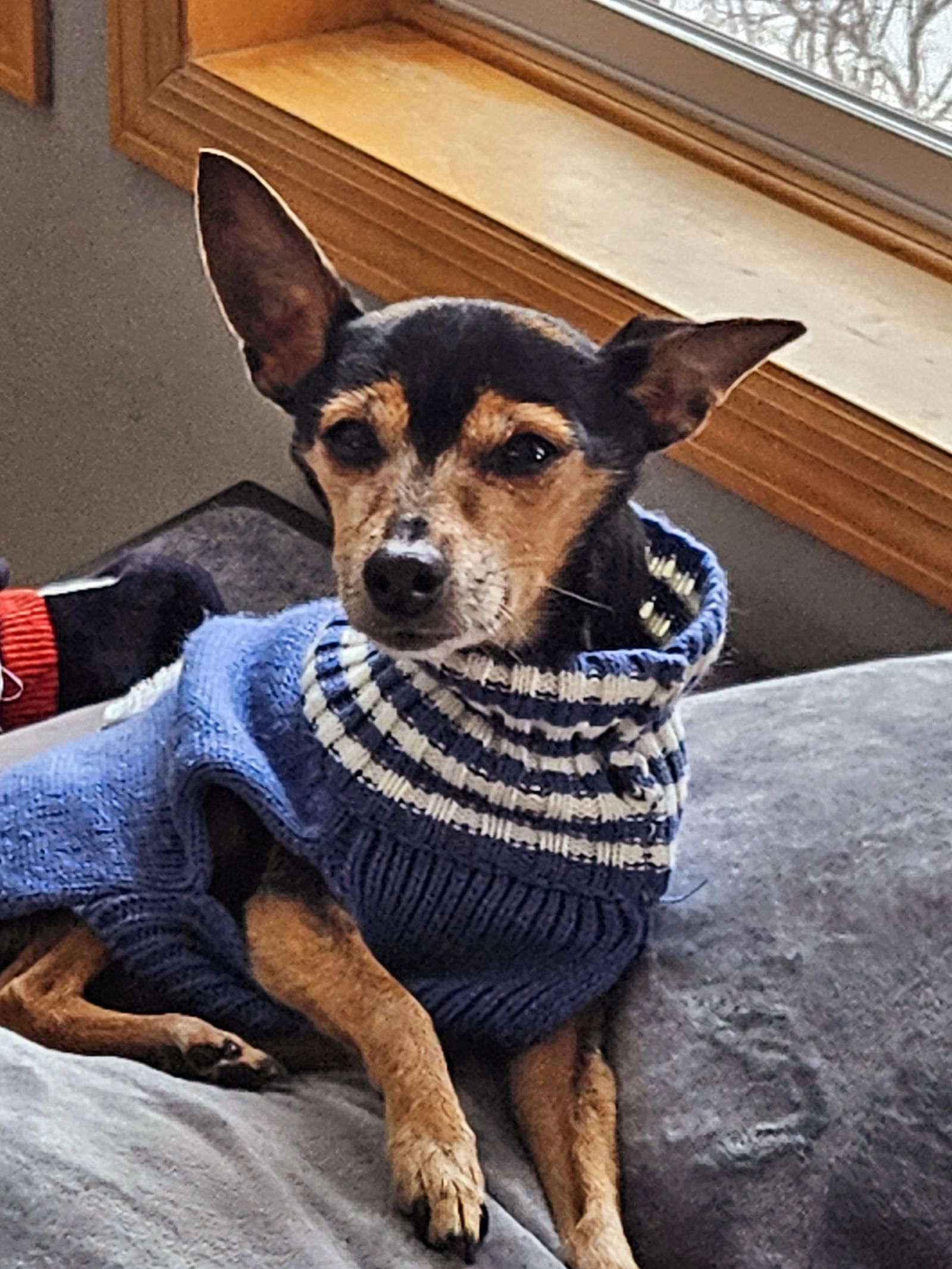 Chico D6054