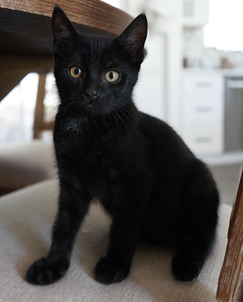 Reuben