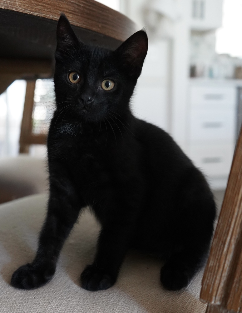 Reuben