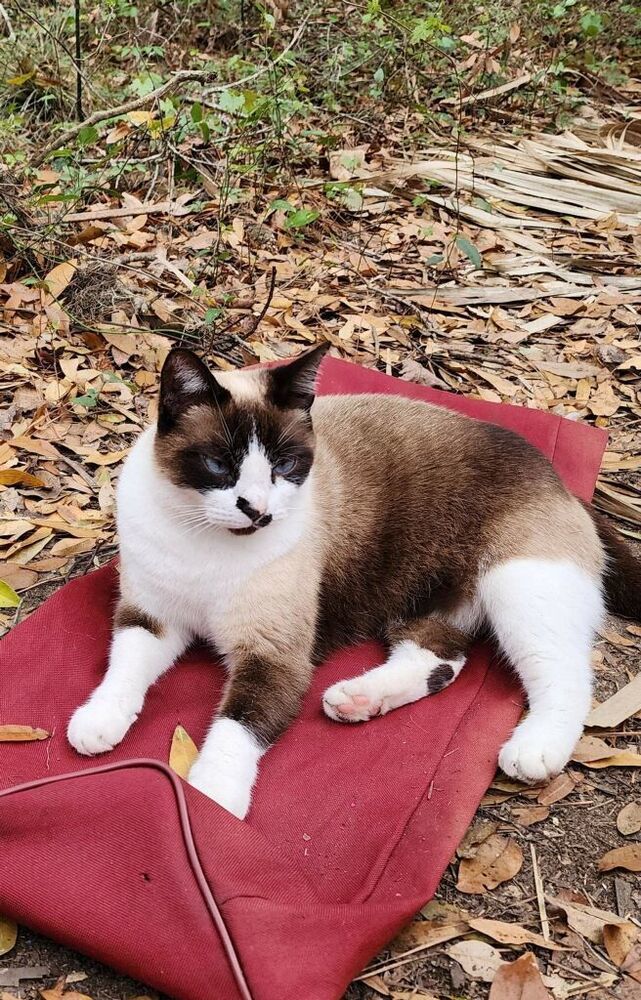 Princess Buttercup, an adoptable Snowshoe, Siamese in Ocala, FL, 34475 | Photo Image 1