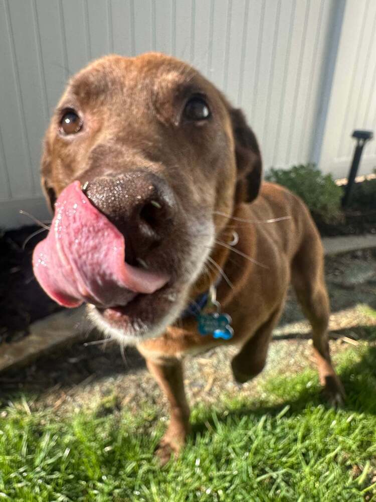 Brownie