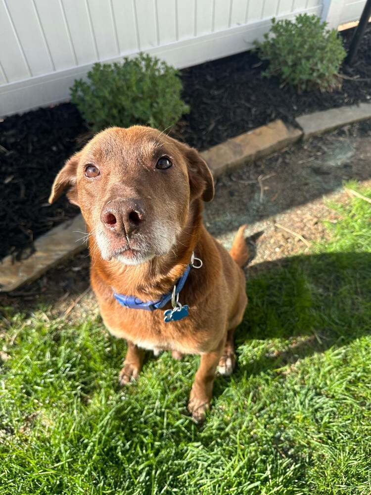 Brownie