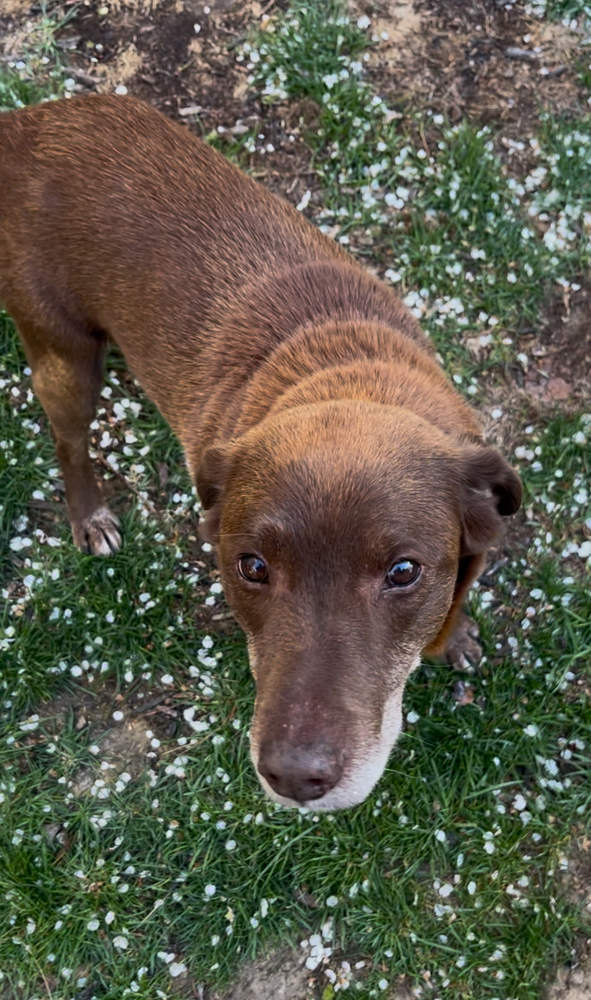 Brownie
