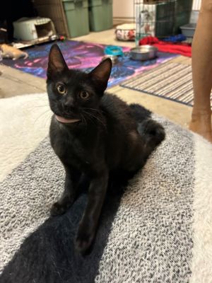 Cassie, Baby Female Domestic Short Hair