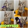 Dionysus photo 1