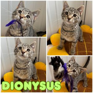 Dionysus, Baby Male unknown