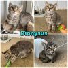 Dionysus photo 5