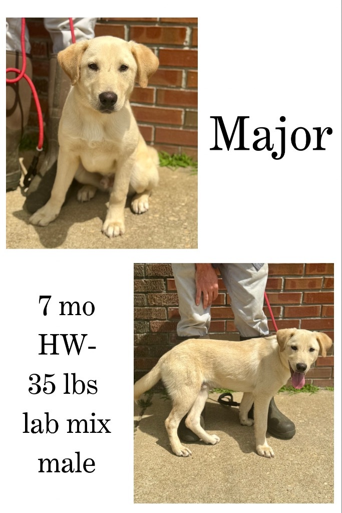 Major