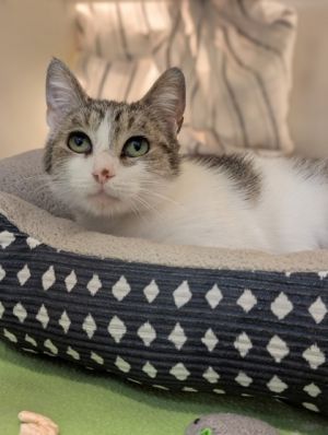 Meet Puffin - The Queen of Cozy and Cuddles Puffin is a sweet and gentle girl who is patiently perch