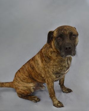 Meet Zenon - a brindle beauty with a heart full of love and loyalty This sweet Pit Bull mix is