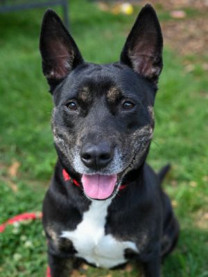 Dombra Mixed Breed Dog