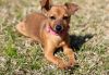 AMY-ROSE photo 1