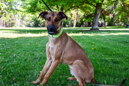 Oscar