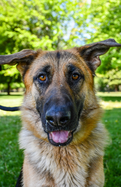 Ari