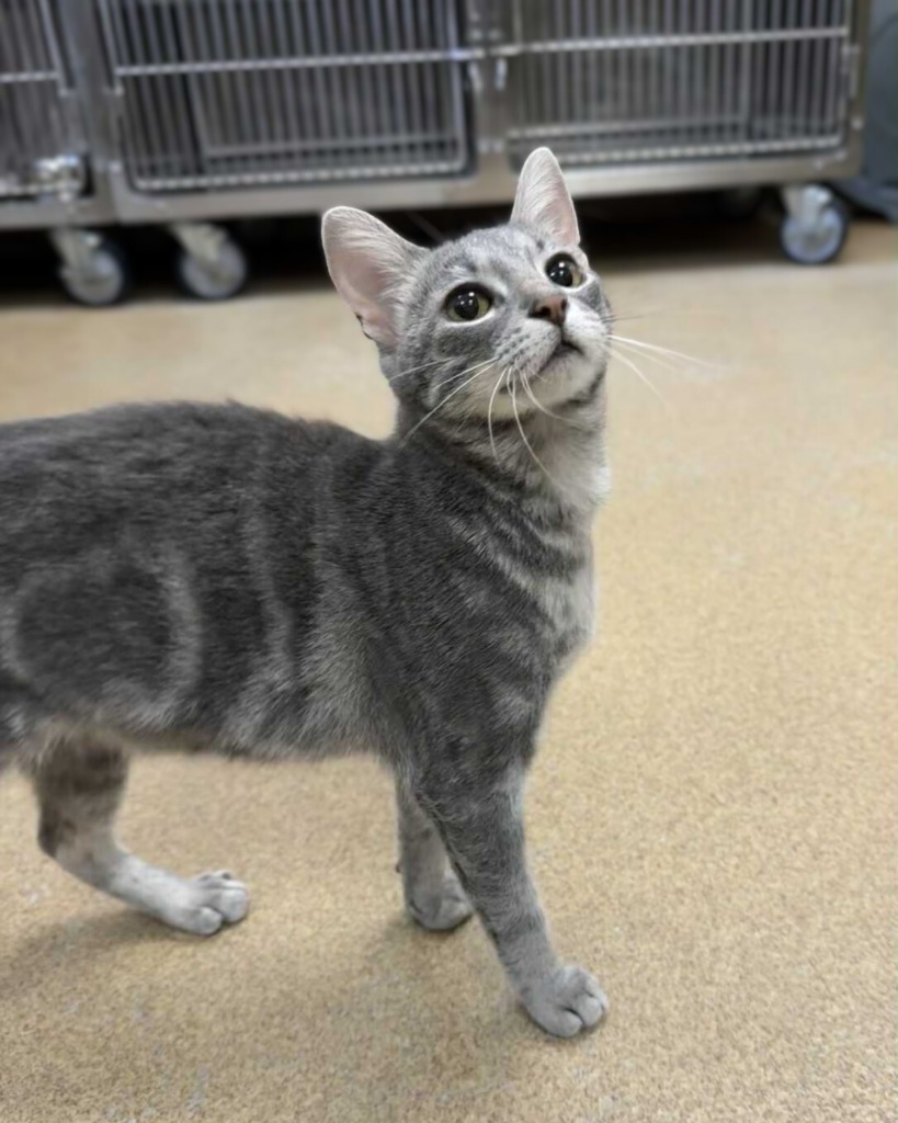 Tic Tac, an adoptable Domestic Short Hair in Grand Forks, ND, 58203 | Photo Image 1