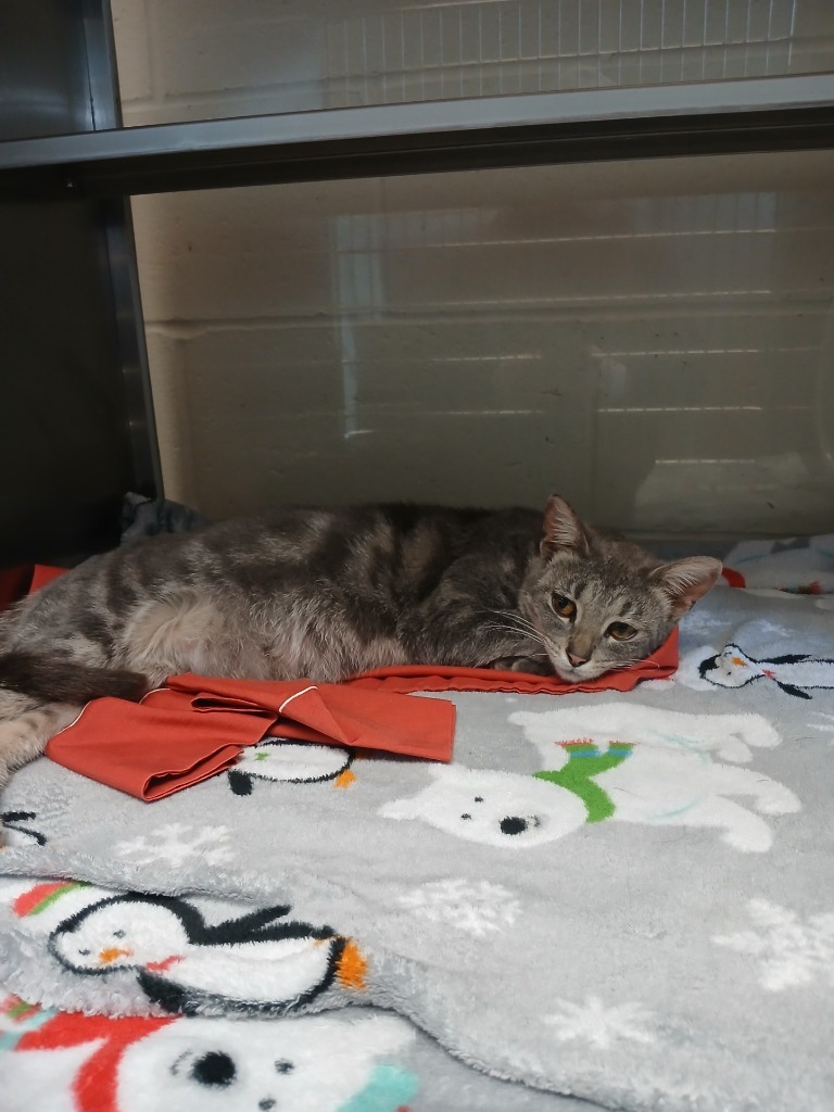 Tic Tac, an adoptable Domestic Short Hair in Grand Forks, ND, 58203 | Photo Image 2