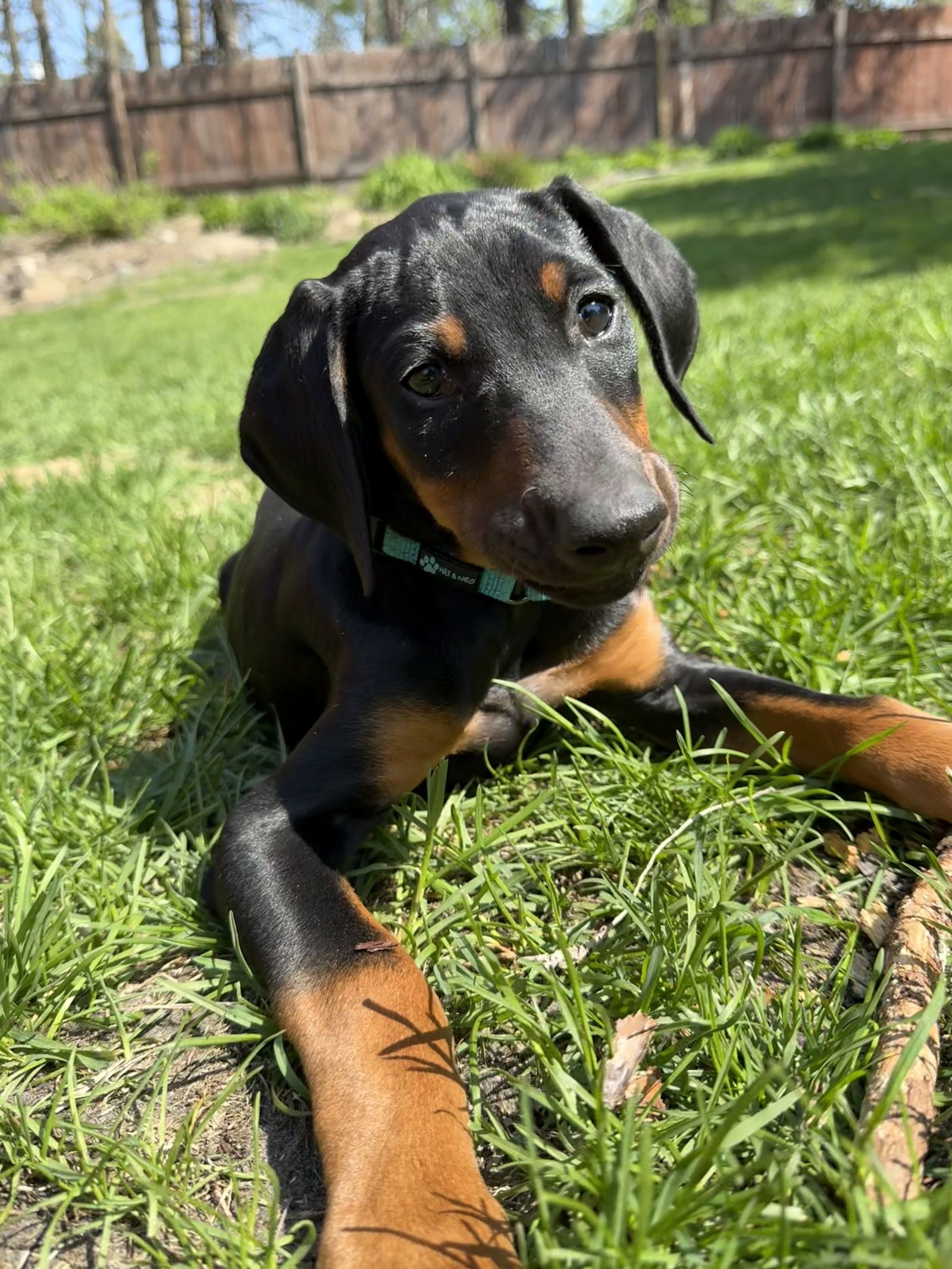 Helen Adoption Pending