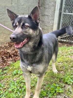 Beth, Adult Female Shepherd