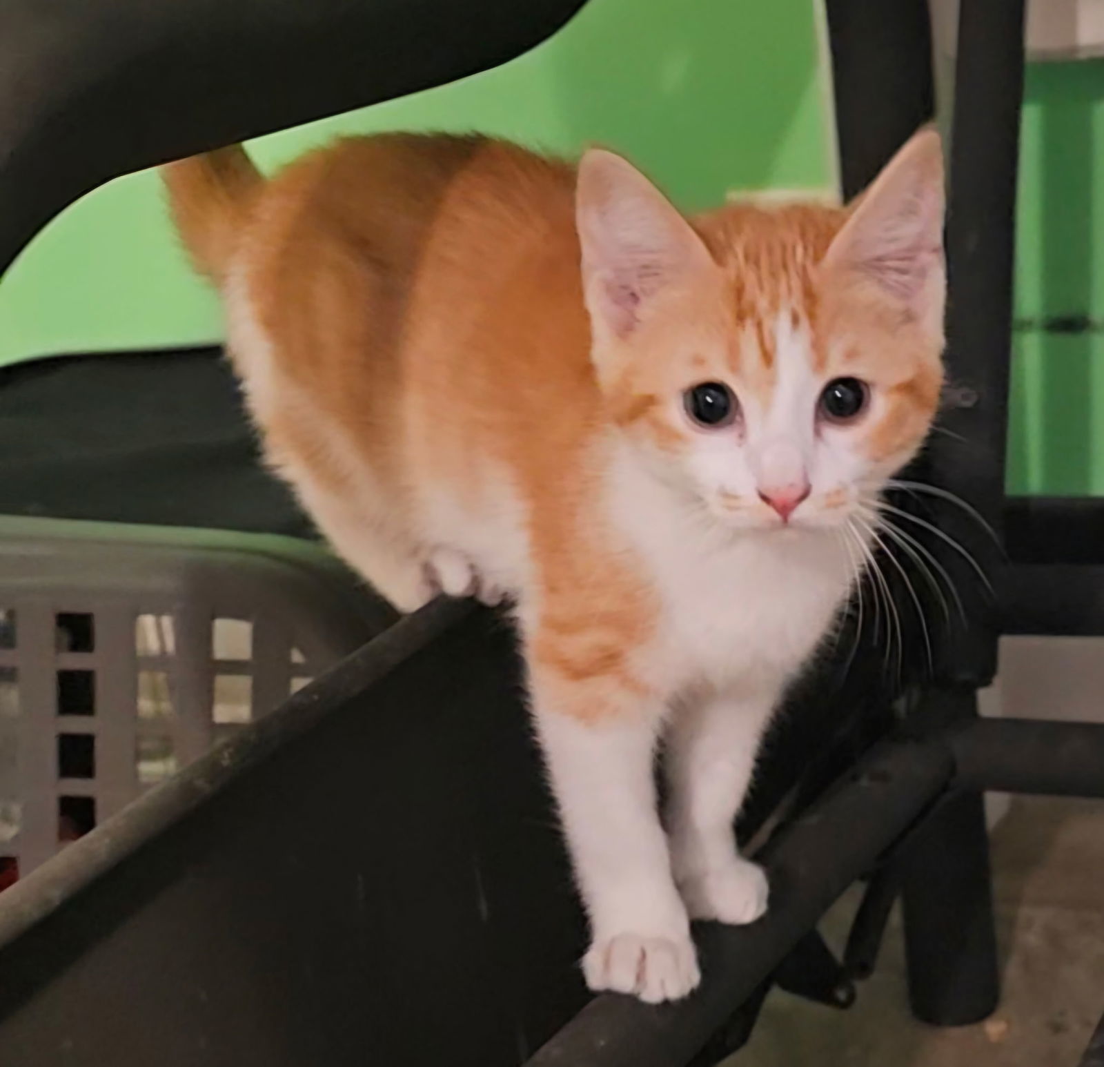 Marmalade