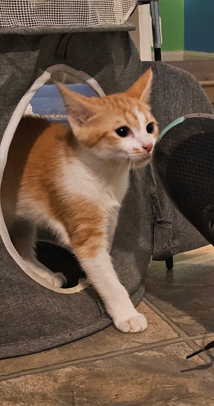 Marmalade
