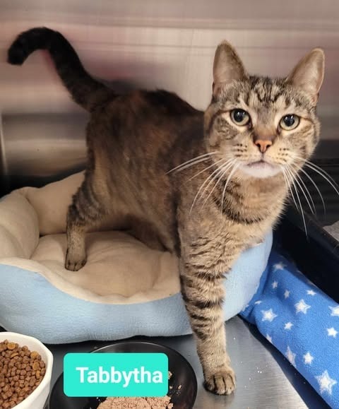 Tabbytha