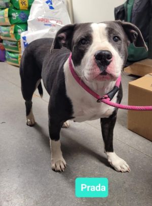 Prada, Adult Female Pit Bull Terrier