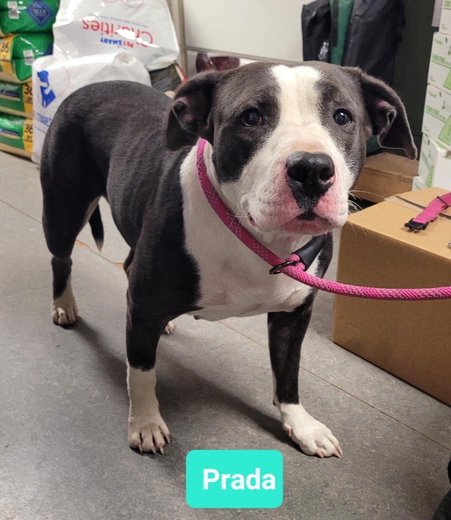 Prada