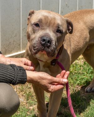 This shy mama is ready to trade survival mode for snuggles Nike takes treats with a soft mouth lea