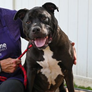 Curly is a big lumbering lovable lunk Hes a very chill guy and easy to walk good thing since he