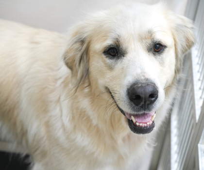 Sadie