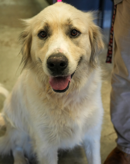 Sadie
