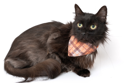 Nyx, an adoptable Domestic Medium Hair, Domestic Short Hair in Caldwell, ID, 83607 | Photo Image 1