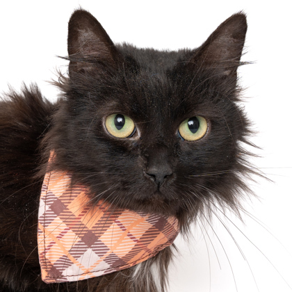 Nyx, an adoptable Domestic Medium Hair, Domestic Short Hair in Caldwell, ID, 83607 | Photo Image 3