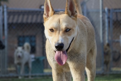 Zuko